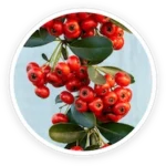 Bearberry Extract