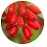 Berberine