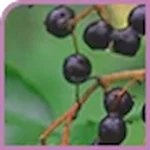 Elderberry Fruit Extract