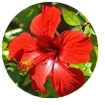 Hibiscus Flower Extract 
