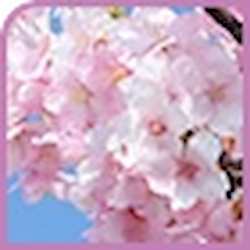 Japanese Pagoda Tree Flower Extract