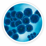 Micrococcus Lysate