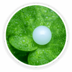 Polysorbate-20