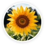 Sunflower Lecithin